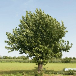 Λευκό Μούρο (morus alba) δέντρο - 10 Σπόροι
