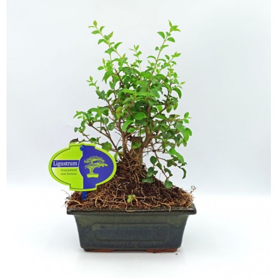 Αυθεντικό μπονσαι δενδράκι Ligustrum Sinense Baby εσωτερικού χώρου 18-20εκ ύψος Αυθεντικό μπονσαι δενδράκι Ligustrum Sinense Baby εσωτερικού χώρου 18-20εκ ύψος