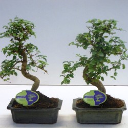 Αυθεντικό Μπονσάι Ligustrum Sinense 