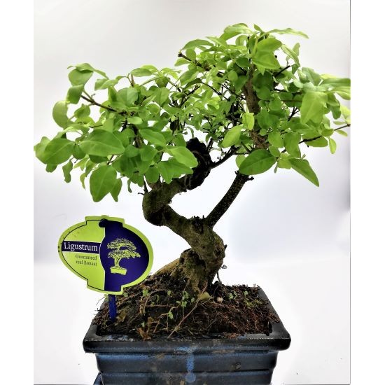 Αυθεντικό μπονσαι δενδράκι Ligustrum Sinense εσωτερικού χώρου 30εκ ύψος. Αυθεντικό μπονσαι δενδράκι Ligustrum Sinense εσωτερικού χώρου 30εκ ύψος.