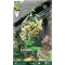 Λίλιουμ Treelilies Honeymoon - 2 Βολβοί