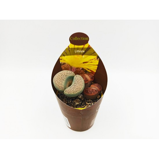 Λίθοπες / Lithops Ζωντανές Πετρούλες! Φυτό στο γλαστράκι τους 1 τεμ. Περίπου 15 εκ. (Γλάστρα 6.5 εκ) Λίθοπες / Lithops Ζωντανές Πετρούλες! Φυτό στο γλαστράκι τους 1 τεμ. Περίπου 15 εκ. (Γλάστρα 6.5 εκ)
