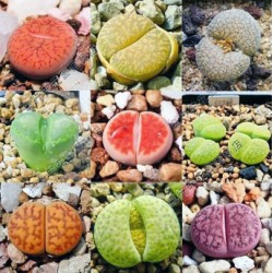 Λίθοπες (Lithops) - 30 σπόροι