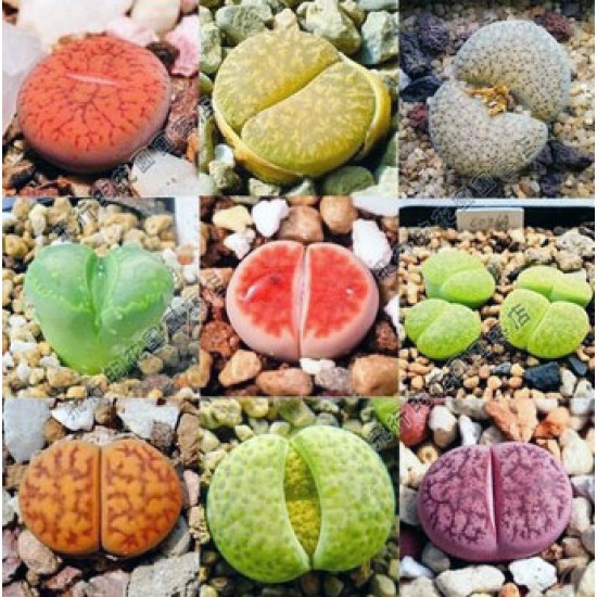 Λίθοπες (Lithops) - 30 σπόροι