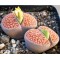 Λίθοπες (Lithops) - 30 σπόροι