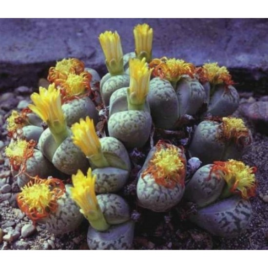 Λίθοπες / Lithops - 50 σπόροι