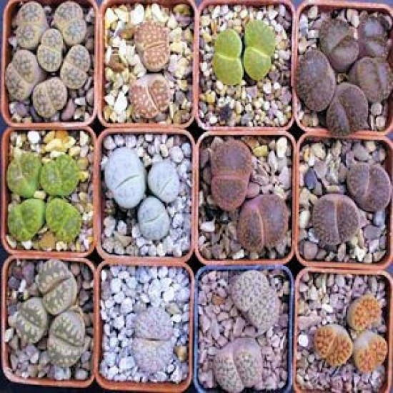 Λίθοπες / Lithops - 50 σπόροι