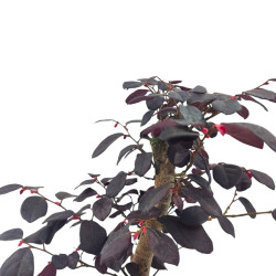 Μπονσάι "Loropetalum rubra" - 20 εκ
