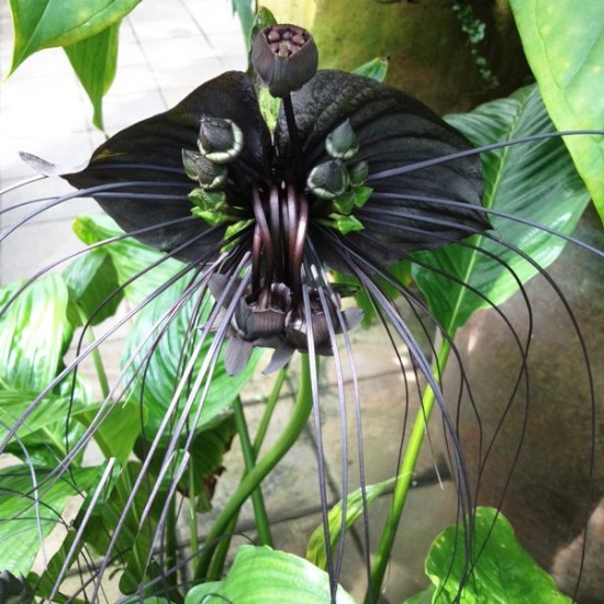 Λουλούδι Νυχτερίδα (Bat Flower - Tacca Chantrieri) - 10 Σπόροι
