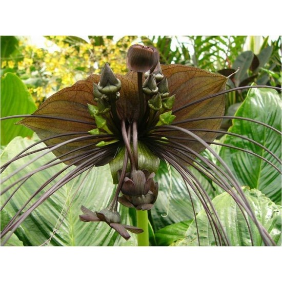 Λουλούδι Νυχτερίδα (Bat Flower - Tacca Chantrieri) - 10 Σπόροι