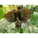 Bat Flower ( Tacca chantrieri) - Λουλούδι Νυχτερίδα - 10 σπόροι