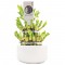 LUCKY BAMBOO - ΤΟ ΤΥΧΕΡΟ ΜΠΑΜΠΟΥ  1 φυτό 18εκ σε λευκό γλαστράκι