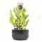 LUCKY BAMBOO - ΤΟ ΤΥΧΕΡΟ ΜΠΑΜΠΟΥ  1 φυτό 18εκ σε μαυρο γλαστράκι