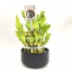 LUCKY BAMBOO - ΤΟ ΤΥΧΕΡΟ ΜΠΑΜΠΟΥ  1 φυτό 18εκ σε μαυρο γλαστράκι