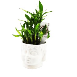 Lucky Bamboo White Buddha - Φυτό σε Λευκό Κασπώ!