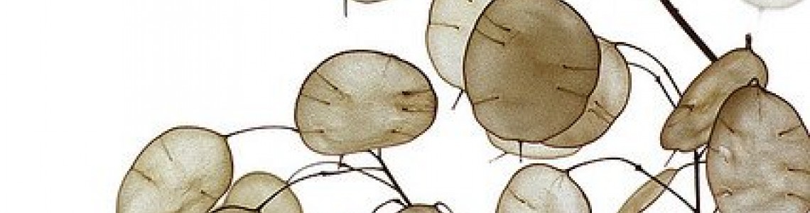 Γυαλάκι (Lunaria) Οδηγίες Καλλιέργειας Σπόρων
