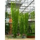 Λυκίσκος (Humulus Lupulus) Αναρριχώμενο - 20 Σπόροι Λυκίσκος (Humulus Lupulus) Αναρριχώμενο - 20 Σπόροι