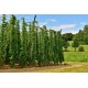 Λυκίσκος (Humulus Lupulus) Αναρριχώμενο - 20 Σπόροι Λυκίσκος (Humulus Lupulus) Αναρριχώμενο - 20 Σπόροι
