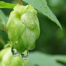 Λυκίσκος, Humulus lupulus ''Nordbrau''