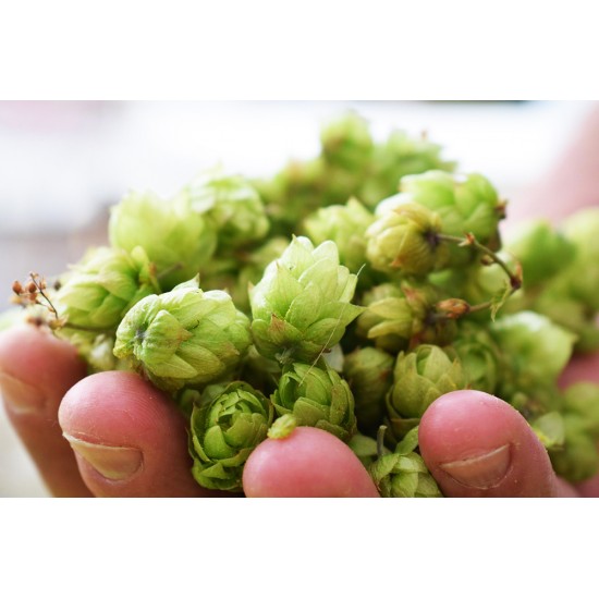 Λυκίσκος (Humulus Lupulus) Αναρριχώμενο - 20 Σπόροι Λυκίσκος (Humulus Lupulus) Αναρριχώμενο - 20 Σπόροι