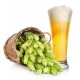Λυκίσκος (Humulus Lupulus) Αναρριχώμενο - 20 Σπόροι Λυκίσκος (Humulus Lupulus) Αναρριχώμενο - 20 Σπόροι