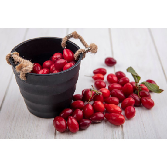 Σχίνος - Μαστιχόδεντρο Μπονσάι (Pistacia lentiscus) - 30 σπόροι Σχίνος - Μαστιχόδεντρο Μπονσάι (Pistacia lentiscus) - 30 σπόροι