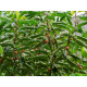 Σχίνος - Μαστιχόδεντρο Μπονσάι (Pistacia lentiscus) - 30 σπόροι Σχίνος - Μαστιχόδεντρο Μπονσάι (Pistacia lentiscus) - 30 σπόροι