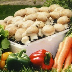 Κιτ Καλλιέργειας Μανιταριών  "Γαλλικά Μπεζ Μανιτάρια"  - 7,5 LT