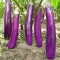 Μελιτζάνα Long Purple - 20 Σπόροι