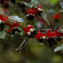 Το Φυτό του Mickey Mouse (Ochna integerrima) - 10 σπόροι