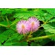Μιμόζα / Mimosa Pudica 30+ Σπόροι / Φυτό που Κουνιέται! (μη μου απτου)