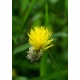 Μιμόζα του Νερού - Neptunia oleracea - 8+ σπόροι Μιμόζα του Νερού - Neptunia oleracea - 8+ σπόροι
