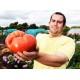 Ντομάτα Monster Πελώριοι Καρποί 1400γρ! 10 Οργανικοί Σπόροι