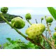 Νόνι (Μορίνδα) Morinda Citrifolia 15 Σπόροι Νόνι (Μορίνδα) Morinda Citrifolia 15 Σπόροι