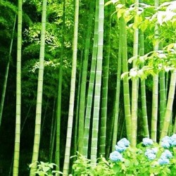 Μπαμπού / Mosso Bamboo φυτό (Phyllostachys edulis)  10 Σπόροι