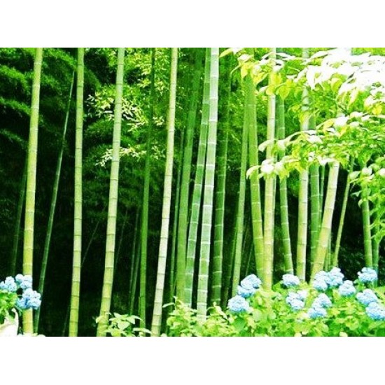 Μπαμπού / Mosso Bamboo φυτό (Phyllostachys edulis) 10 Σπόροι Μπαμπού / Mosso Bamboo φυτό (Phyllostachys edulis) 10 Σπόροι