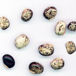 Mucuna Pruriens / Velvet Bean, Μουκούνα Προύριενς kapikachhu - 6 Σπόροι