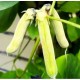 Mucuna Pruriens / Velvet Bean, Μουκούνα Προύριενς kapikachhu - 6 Σπόροι Mucuna Pruriens / Velvet Bean, Μουκούνα Προύριενς kapikachhu - 6 Σπόροι