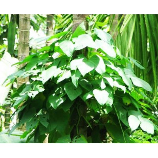 Mucuna Pruriens / Velvet Bean, Μουκούνα Προύριενς kapikachhu - 6 Σπόροι Mucuna Pruriens / Velvet Bean, Μουκούνα Προύριενς kapikachhu - 6 Σπόροι