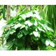 Mucuna Pruriens / Velvet Bean, Μουκούνα Προύριενς kapikachhu - 6 Σπόροι Mucuna Pruriens / Velvet Bean, Μουκούνα Προύριενς kapikachhu - 6 Σπόροι