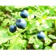 Μύρτιλο (blueberry) 10 σπόροι μύρτιλου Μύρτιλο (blueberry) 10 σπόροι μύρτιλου
