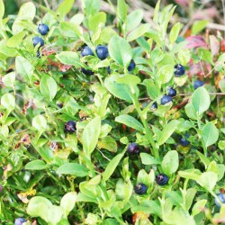 Μύρτιλο (blueberry) 20 σπόροι μύρτιλου