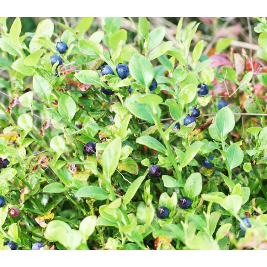Μύρτιλο (blueberry) 10 σπόροι μύρτιλου