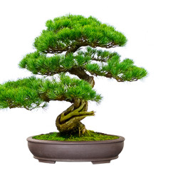 Bonsai Growing Kit Bamboo - Κυριαρχήστε στην Τέχνη του Μπονσάι!