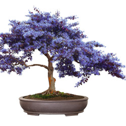 Bonsai Growing Kit Bamboo - Κυριαρχήστε στην Τέχνη του Μπονσάι!