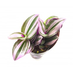 Τηλέγραφος - Tradescantia albiflora nanouk