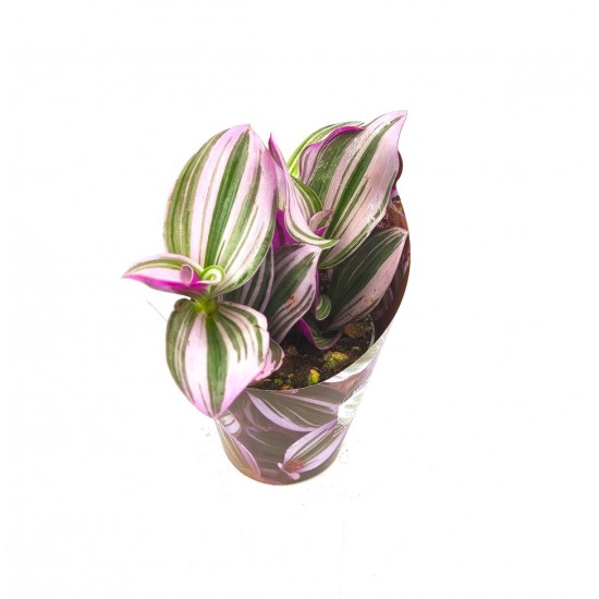 Τηλέγραφος - Tradescantia albiflora nanouk