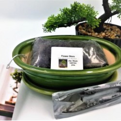 Bonsai Starter Gift Set!
