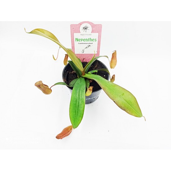 Nepenthes Κανάτα σαρκοφάγο φυτό - 1 φυτό Nepenthes Κανάτα σαρκοφάγο φυτό - 1 φυτό
