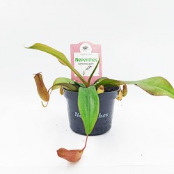 Nepenthes Κανάτα σαρκοφάγο φυτό - 1 φυτό
